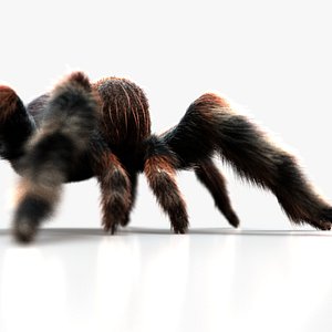 TARANTULA ANIMATED XGEN 3D model