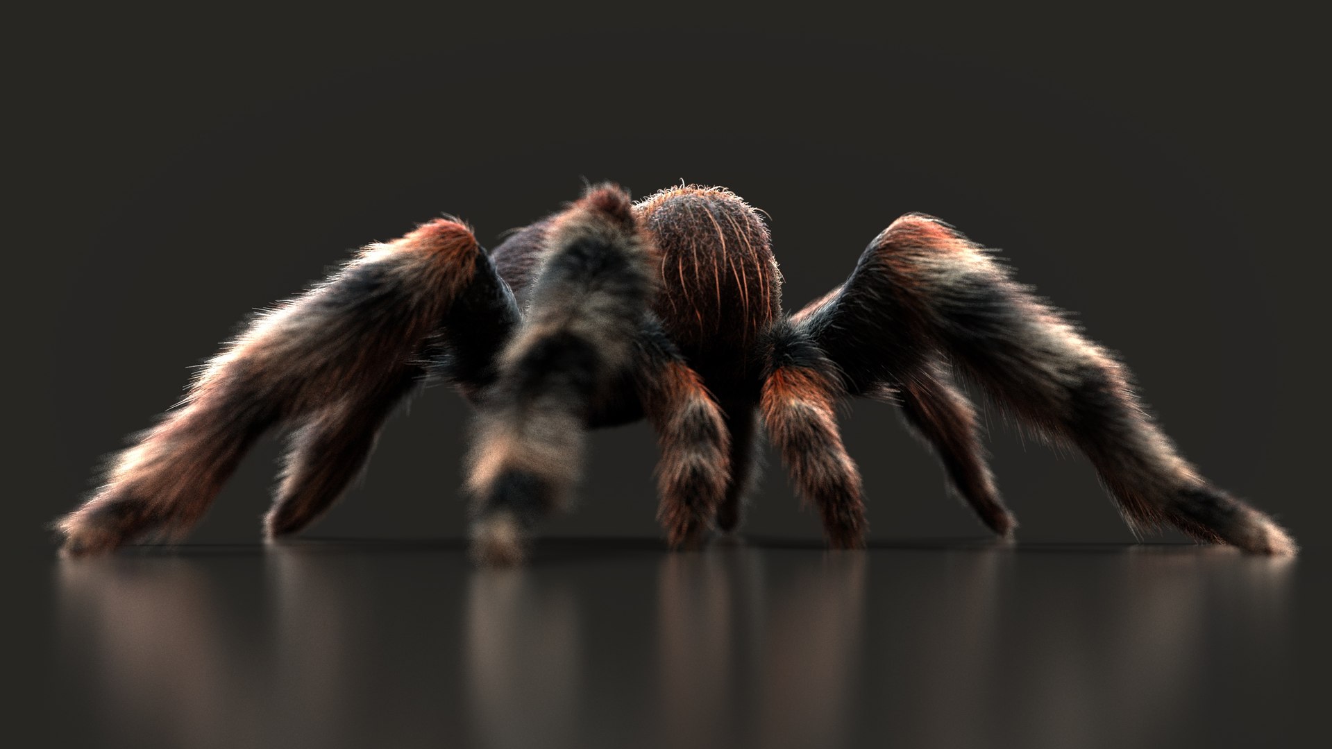 TARANTULA ANIMATED XGEN 3D Model - TurboSquid 2253823