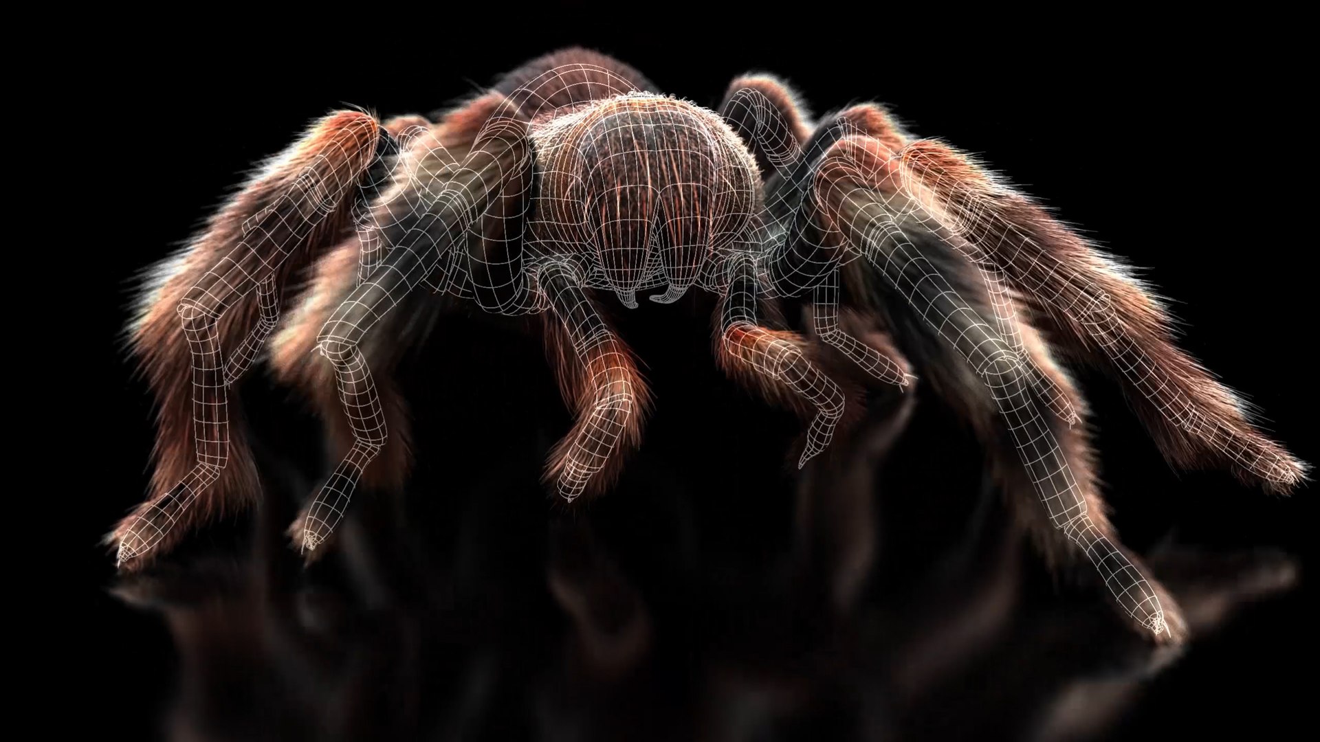 TARANTULA ANIMATED XGEN 3D Model - TurboSquid 2253823