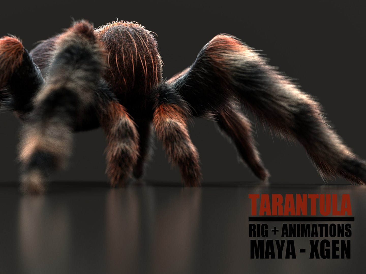 TARANTULA ANIMATED XGEN 3D Model - TurboSquid 2253823