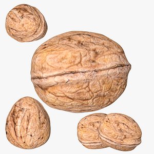 3D model Walnut