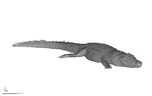 crocodile