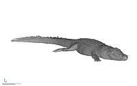 crocodile