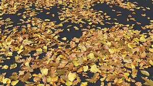 Yellow autumn leaves