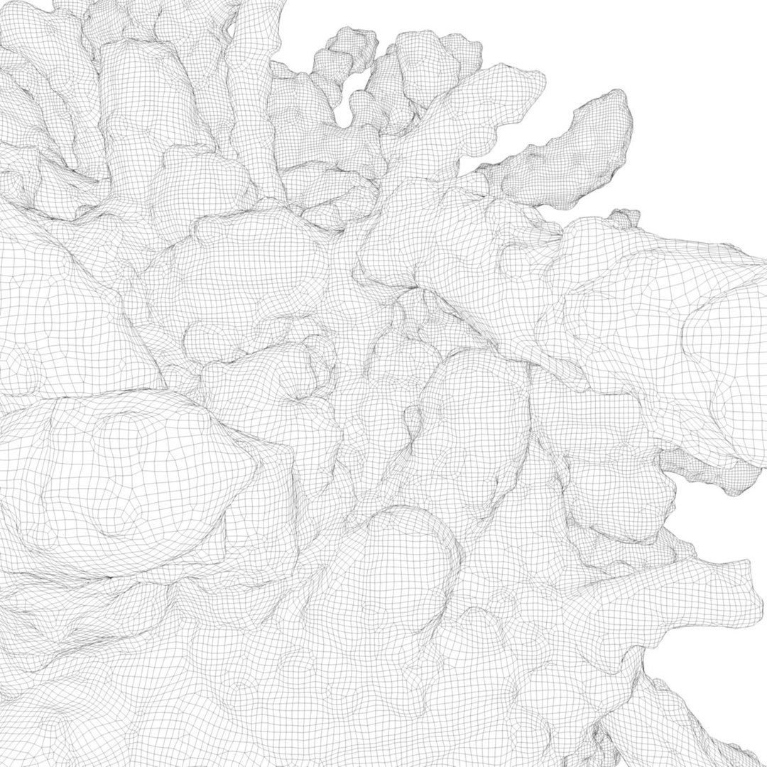 Leukocyte White Blood Cell Obj