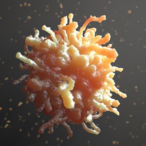 Leukocyte White Blood Cell