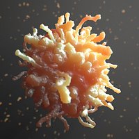 Leukocyte White Blood Cell