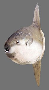 Mola mola
