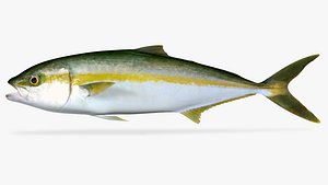 Yellowtail 3