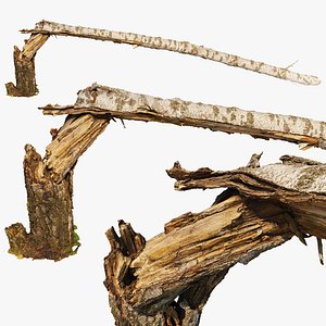 3D model Broken fallen birch