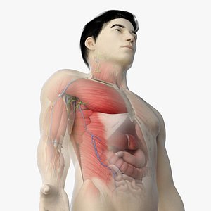 3D asian male anatomy