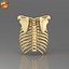 Human Ribcage
