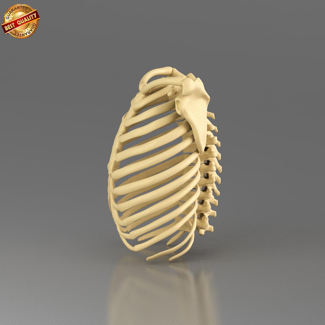 3dsmax anatomy medical https://p.turbosquid.com/ts-thumb/CM/6blMMZ/6zeYOmnX/ts_ribcage_view_08/jpg/1421573794/1920x1080/fit_q87/fd34193db1173f150df34d1d149515ad0303f390/ts_ribcage_view_08.jpg
