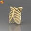Human Ribcage