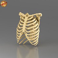Human Ribcage