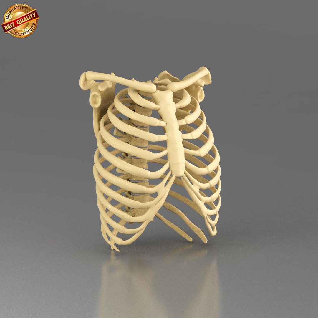 3dsmax anatomy medical https://p.turbosquid.com/ts-thumb/CM/6blMMZ/Qw6d3Pa4/ts_ribcage_view_03/jpg/1421573791/1920x1080/fit_q87/7f80c006a46ac92d8c615df3e229792d91a27292/ts_ribcage_view_03.jpg