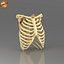 Human Ribcage