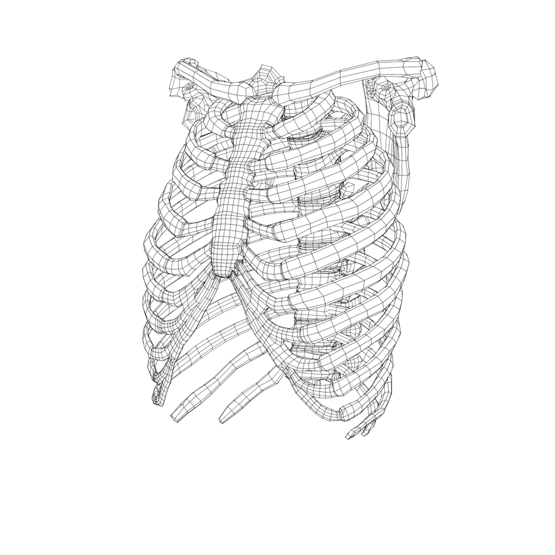 3dsmax anatomy medical https://p.turbosquid.com/ts-thumb/CM/6blMMZ/gGj4eLjR/ribcage_wire/jpg/1421573928/1920x1080/turn_fit_q99/0572e34cd710affd5922c4a5229b95510f7bd1c8/ribcage_wire-1.jpg