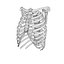Human Ribcage