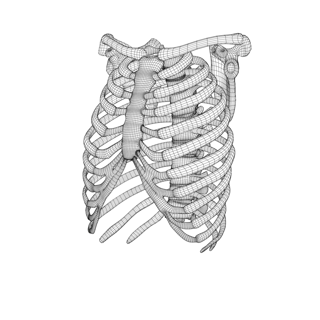 3dsmax anatomy medical https://p.turbosquid.com/ts-thumb/CM/6blMMZ/l0xhPlDy/ribcage_wire_smt/jpg/1421574069/1920x1080/turn_fit_q99/5a3848143d414d7e9befd22c6b49bd74fc1b5a52/ribcage_wire_smt-1.jpg