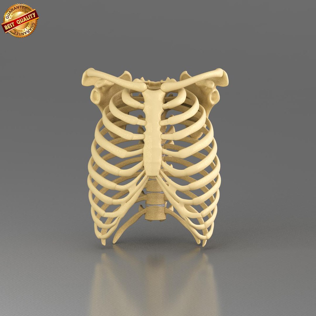 3dsmax anatomy medical https://p.turbosquid.com/ts-thumb/CM/6blMMZ/p9zhRO0l/ts_ribcage_view_02/jpg/1421573785/1920x1080/fit_q87/3664c6e0992f715007d7063b2476a68eb693ddb8/ts_ribcage_view_02.jpg