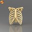 Human Ribcage