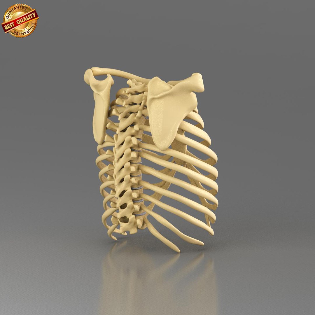 3dsmax anatomy medical https://p.turbosquid.com/ts-thumb/CM/6blMMZ/sLTyHDmG/ts_ribcage_view_05/jpg/1421573799/1920x1080/fit_q87/0bcdaf6d18048915be734170dd000e9111516bac/ts_ribcage_view_05.jpg