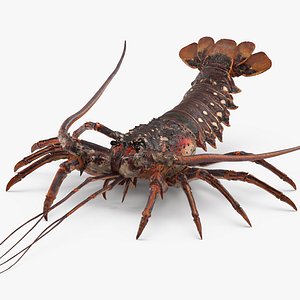 3d rock lobster model