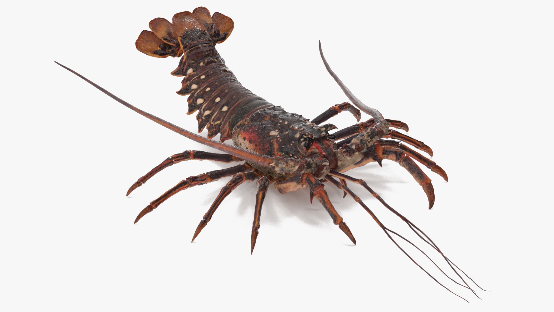 Rock Lobster 3D Model 3D model preview
