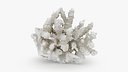 White Coral Reef 01