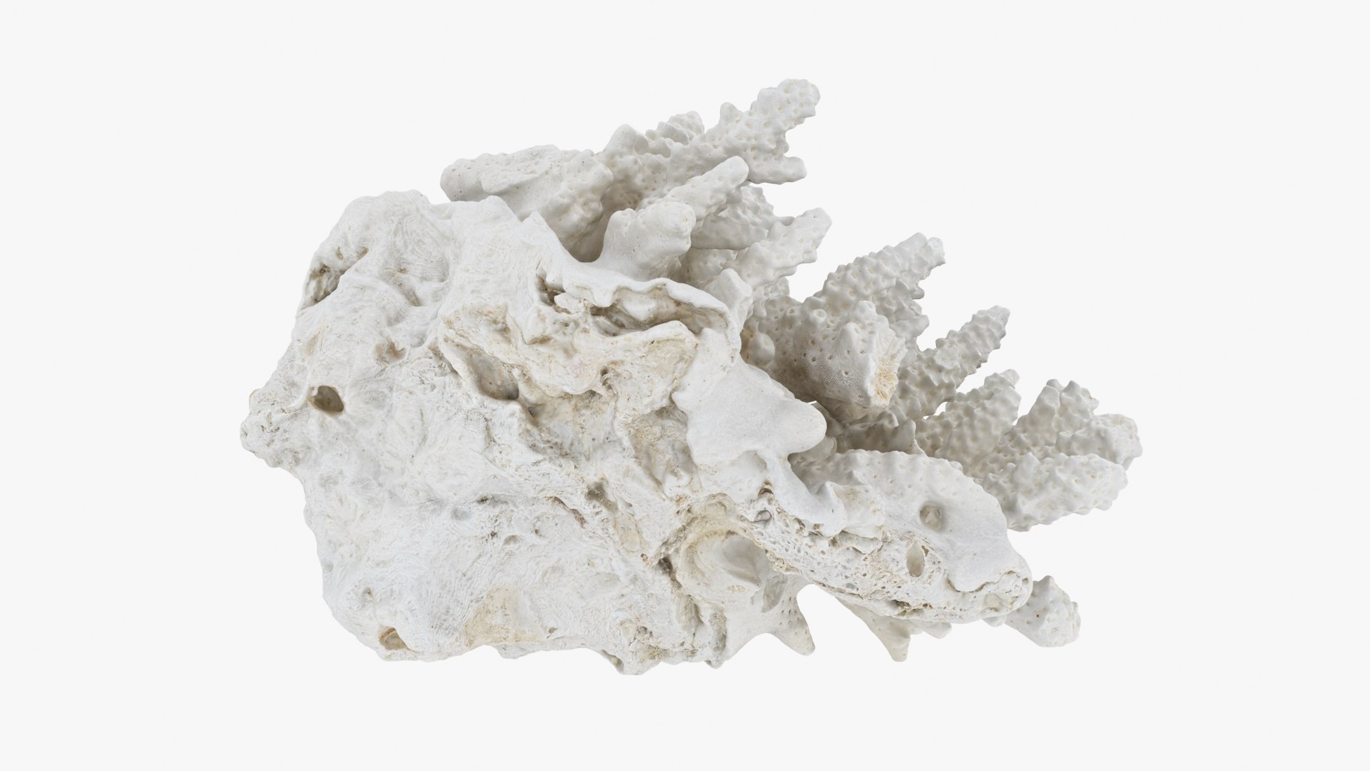 3D model White Coral Reef 01 https://p.turbosquid.com/ts-thumb/CM/AnjD5g/GQ/whitecoral01_b0020/jpg/1735923134/1920x1080/fit_q87/137211cef60d03eb989e139fac4979e48fd57a2c/whitecoral01_b0020.jpg