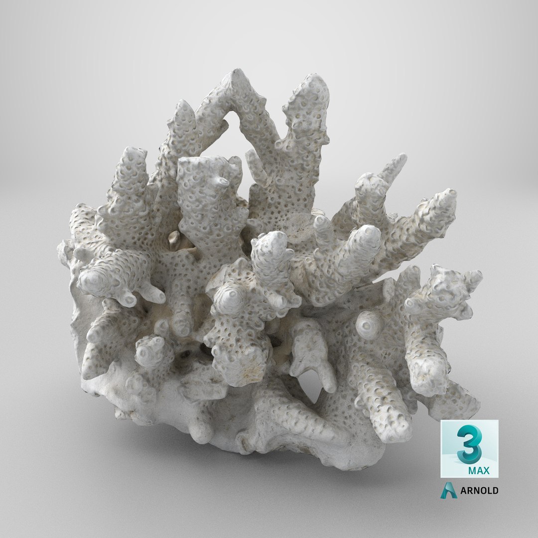 3D model White Coral Reef 01 https://p.turbosquid.com/ts-thumb/CM/AnjD5g/H0/stemcell_max_arnold_render/png/1736875608/1920x1080/fit_q87/bbc3a5360df53c43f494ea961200622cd3c7711b/stemcell_max_arnold_render.jpg