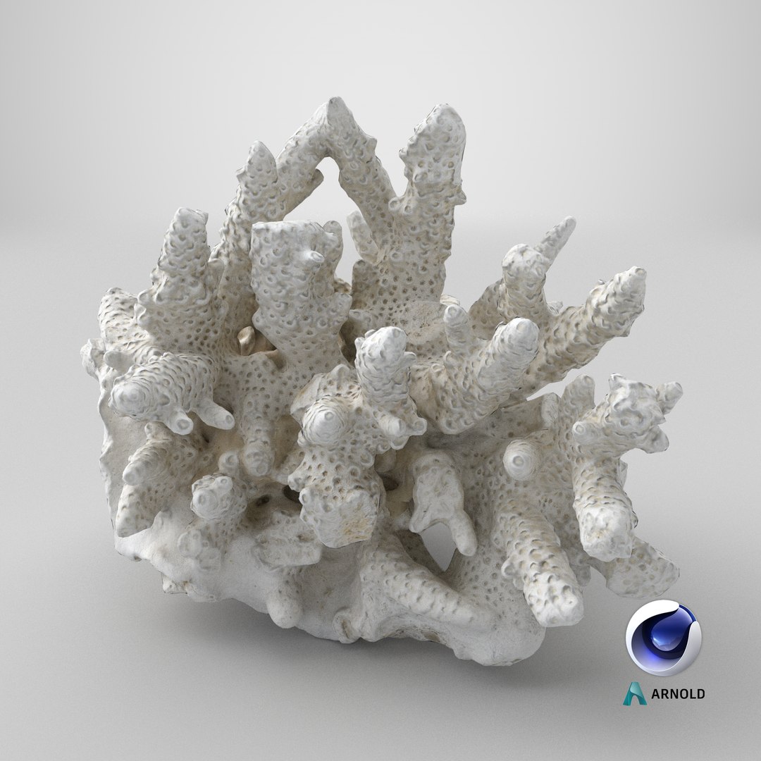 3D model White Coral Reef 01 https://p.turbosquid.com/ts-thumb/CM/AnjD5g/Hi/stemcell_cinema_4d_arnold_render/png/1736875598/1920x1080/fit_q87/fb90b366f7f3ded0392c146e191106a61e8e68fe/stemcell_cinema_4d_arnold_render.jpg