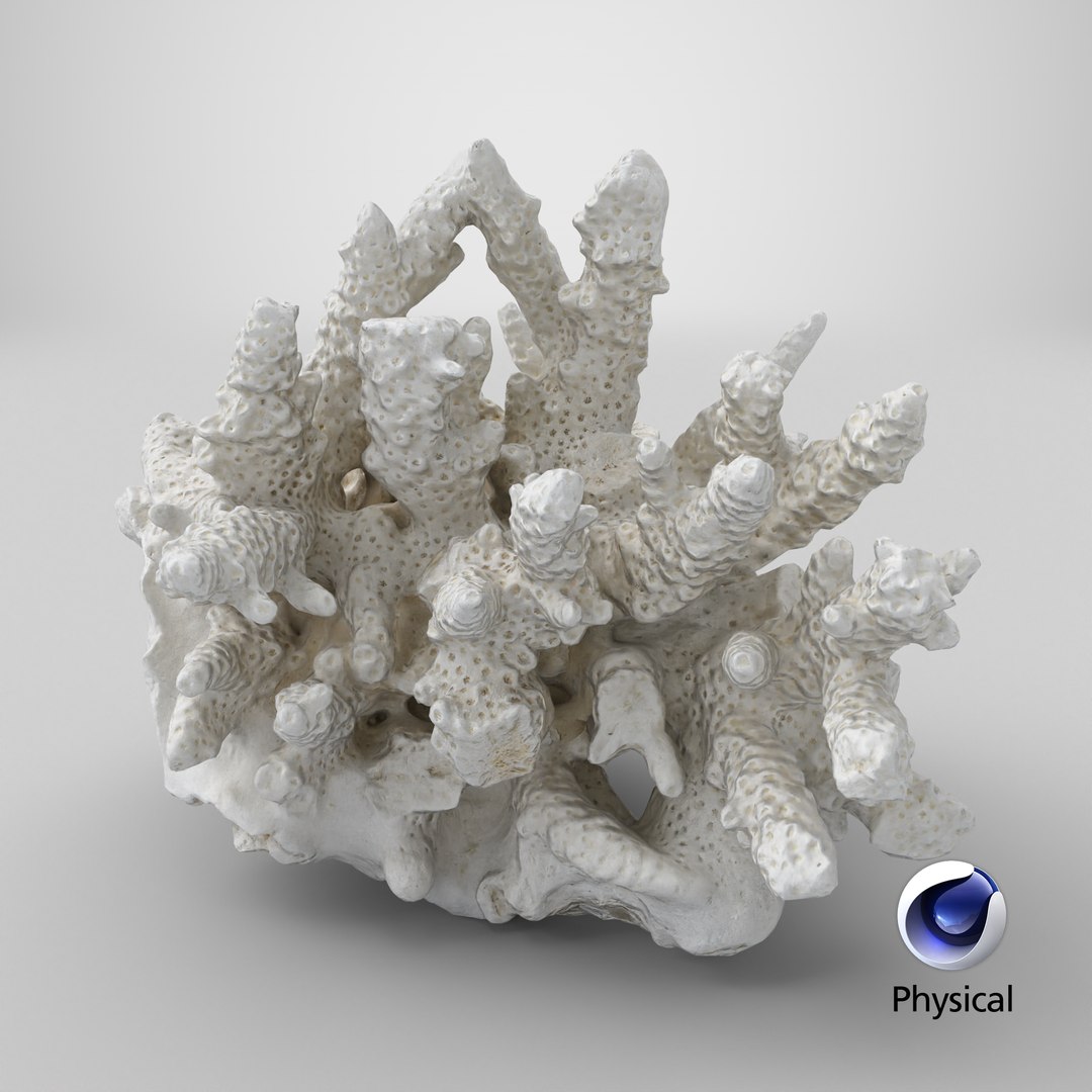 3D model White Coral Reef 01 https://p.turbosquid.com/ts-thumb/CM/AnjD5g/Wq/stemcell_cinema_4d_physical_render/png/1736875602/1920x1080/fit_q87/dc9d8923281d5fc414b8ceceadaac619c3edbc16/stemcell_cinema_4d_physical_render.jpg