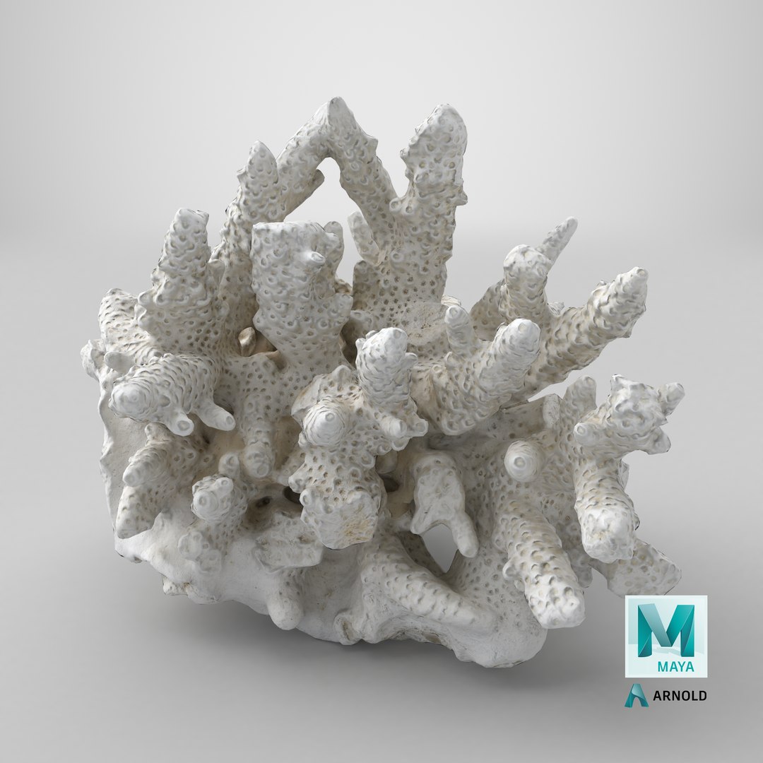 3D model White Coral Reef 01 https://p.turbosquid.com/ts-thumb/CM/AnjD5g/ZO/stemcell_maya_arnold_render/png/1736875593/1920x1080/fit_q87/77da9a0d7ab99c9be31f632bd8533dc03a38d5e1/stemcell_maya_arnold_render.jpg