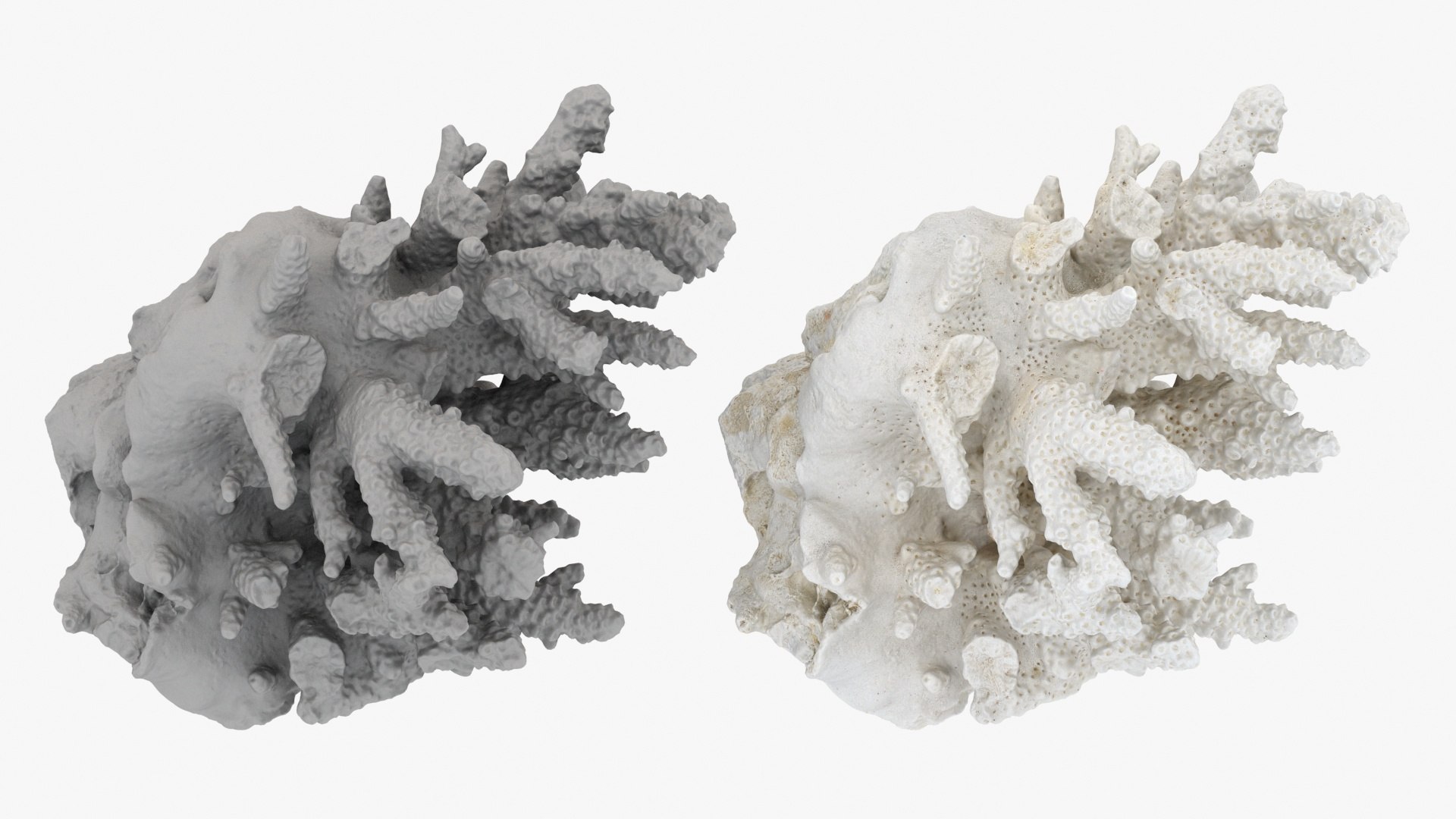 3D model White Coral Reef 01 https://p.turbosquid.com/ts-thumb/CM/AnjD5g/bS/whitecoral01_a0003/jpg/1735923126/1920x1080/fit_q87/217d270e6ef3c2c020e8decad98bab0348095b1a/whitecoral01_a0003.jpg