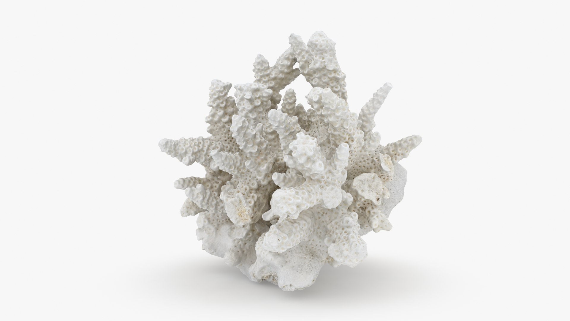 3D model White Coral Reef 01 https://p.turbosquid.com/ts-thumb/CM/AnjD5g/cg/whitecoral01_b0004/jpg/1735923127/1920x1080/fit_q87/e9625b1dfb6191095619b75ac37038d1313e6ee1/whitecoral01_b0004.jpg