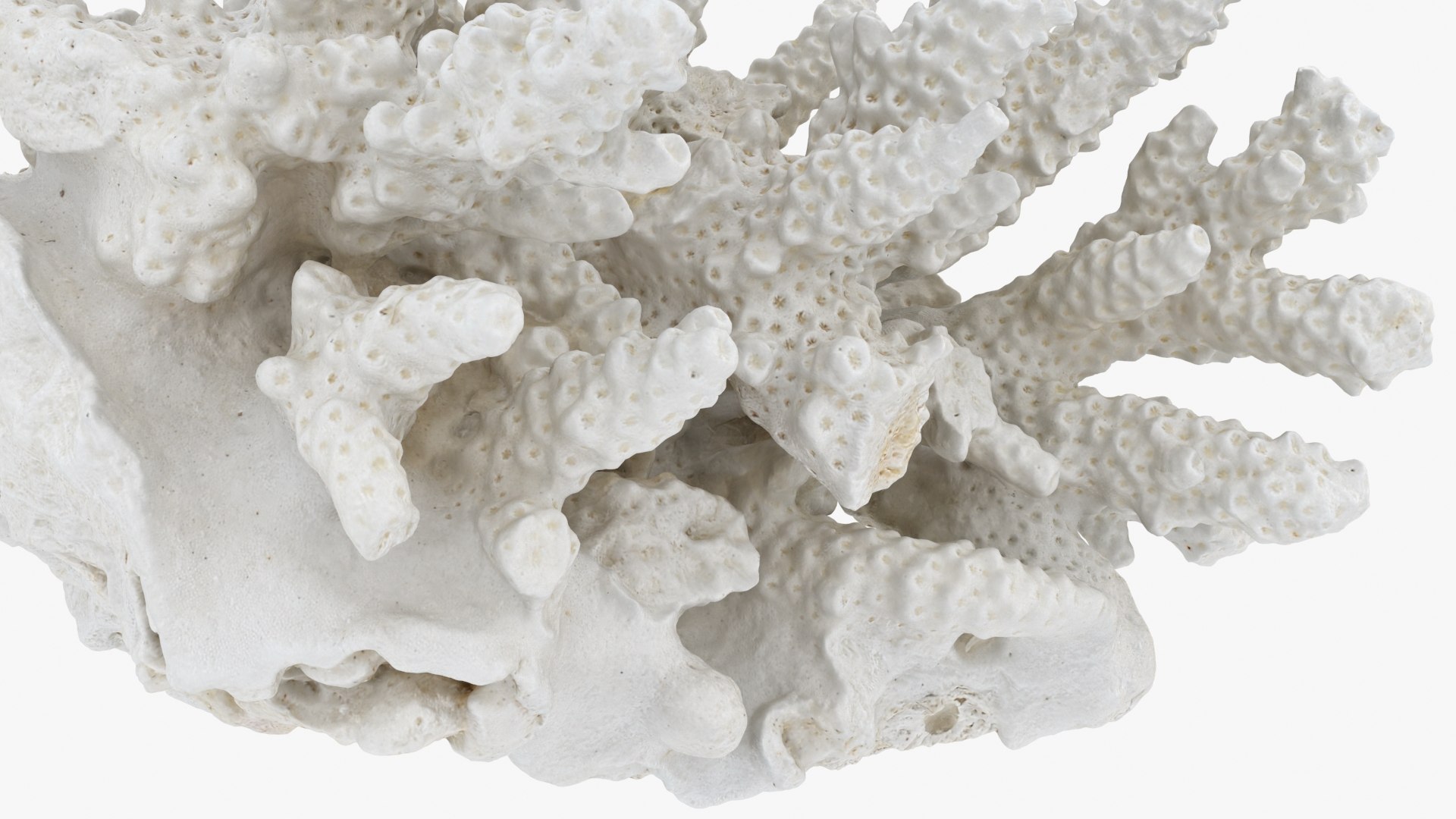 3D model White Coral Reef 01 https://p.turbosquid.com/ts-thumb/CM/AnjD5g/gr/whitecoral01_b0024/jpg/1735923136/1920x1080/fit_q87/1c757ecf001f7b6ee88c9d3d48805eb6348e31e3/whitecoral01_b0024.jpg