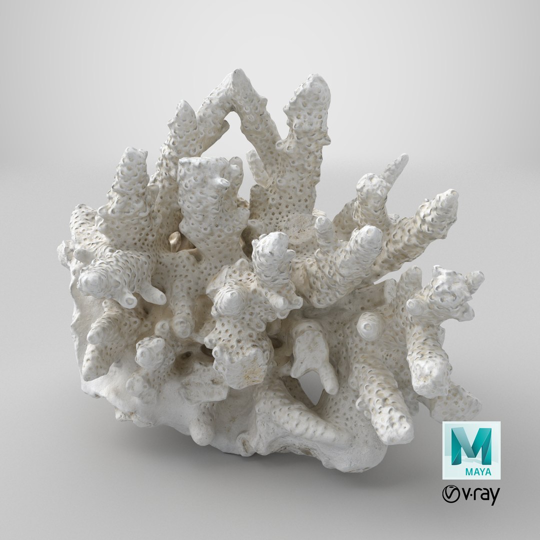 3D model White Coral Reef 01 https://p.turbosquid.com/ts-thumb/CM/AnjD5g/mS/stemcell_maya_vray_render/png/1736875596/1920x1080/fit_q87/75574b633e14f1b6c97999ae6e4b036bdbc183f8/stemcell_maya_vray_render.jpg