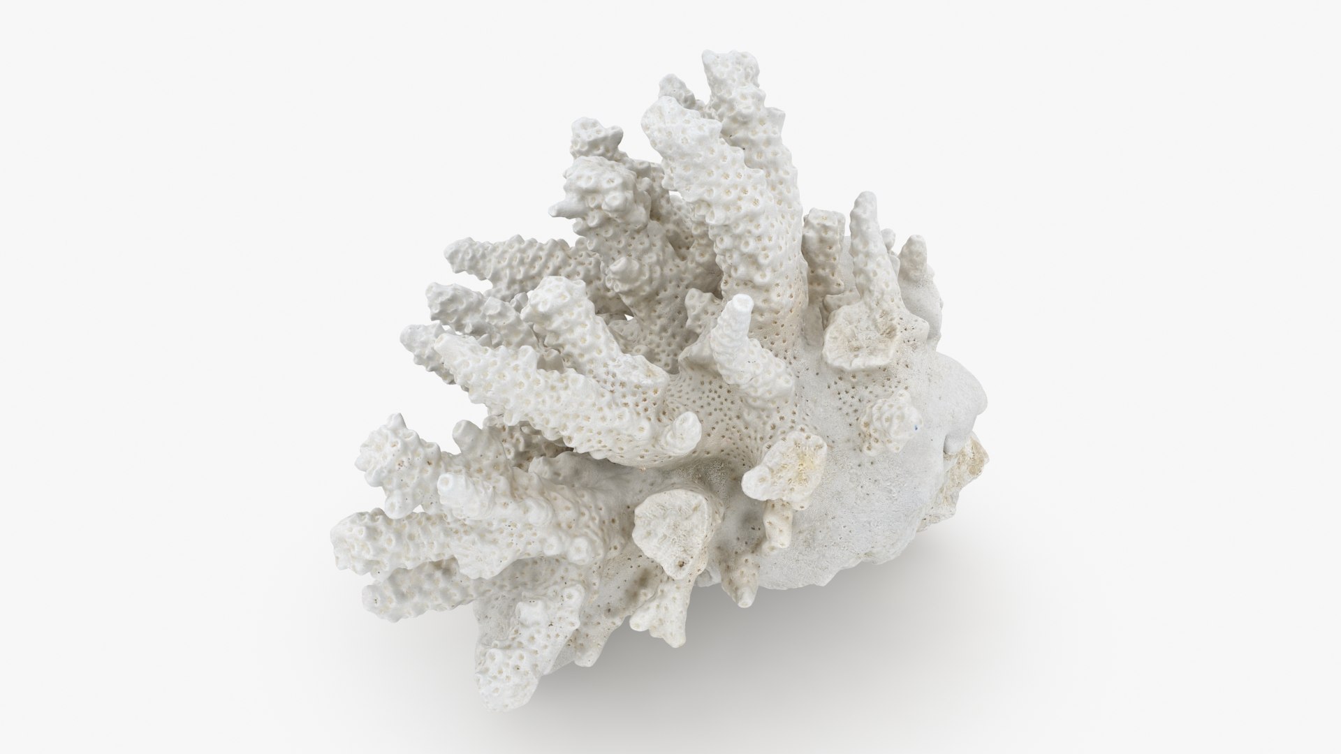 3D model White Coral Reef 01 https://p.turbosquid.com/ts-thumb/CM/AnjD5g/p0/whitecoral01_b0016/jpg/1735923131/1920x1080/fit_q87/a3bdbeec129a1dc0fe1c8df11705e4e642f03cf5/whitecoral01_b0016.jpg