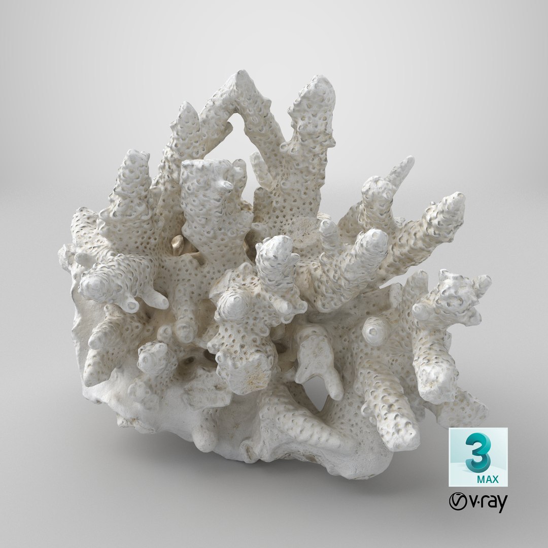 3D model White Coral Reef 01 https://p.turbosquid.com/ts-thumb/CM/AnjD5g/rW/stemcell_max_vray_render/png/1736875604/1920x1080/fit_q87/985efab168958acf0ad0330e6199192d331198e4/stemcell_max_vray_render.jpg
