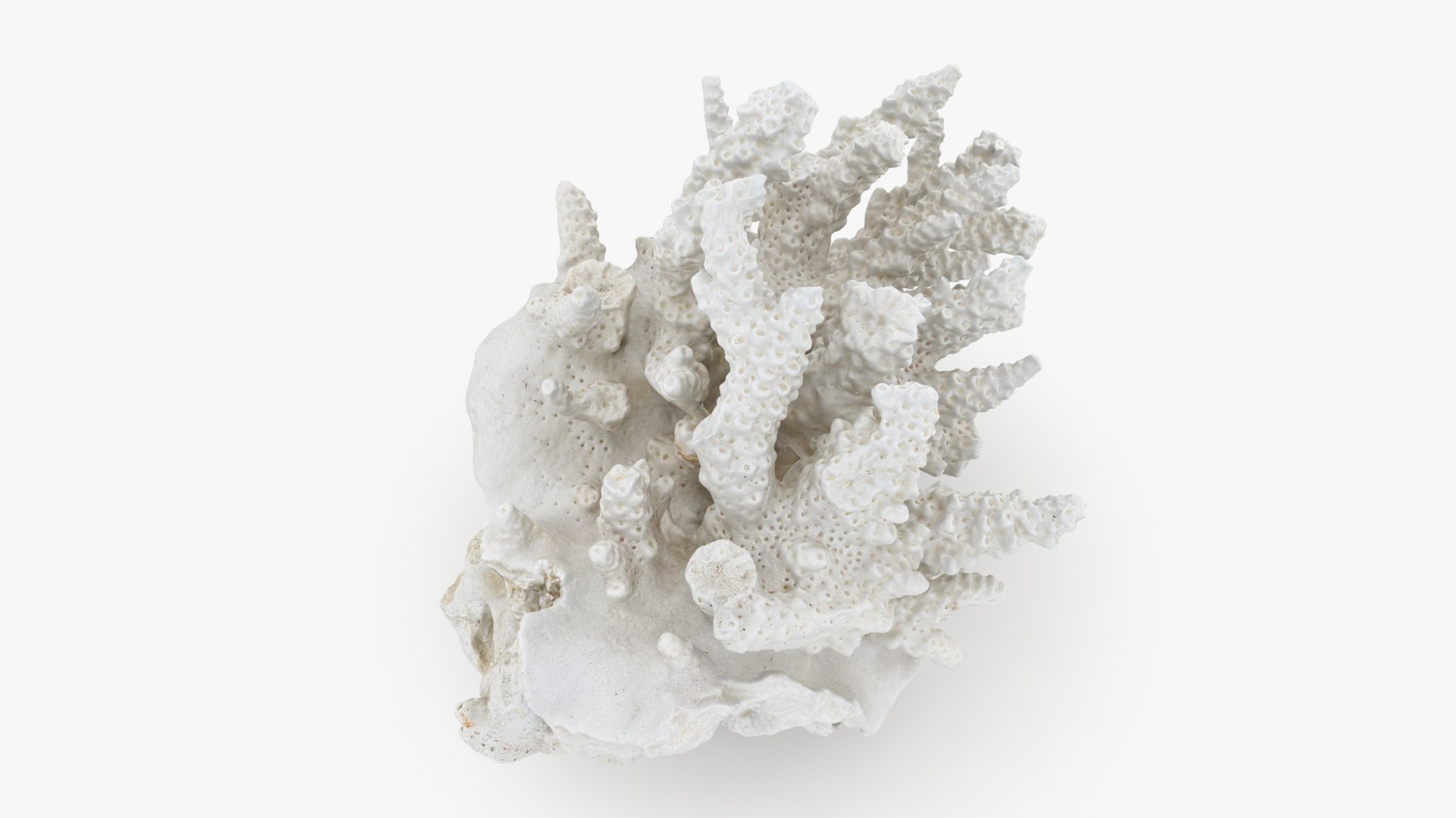 3D model White Coral Reef 01 https://p.turbosquid.com/ts-thumb/CM/AnjD5g/uS/whitecoral01_b0006/jpg/1735923128/1920x1080/fit_q87/925cdbe46012b90f5ba4c895805ccc1054284004/whitecoral01_b0006.jpg
