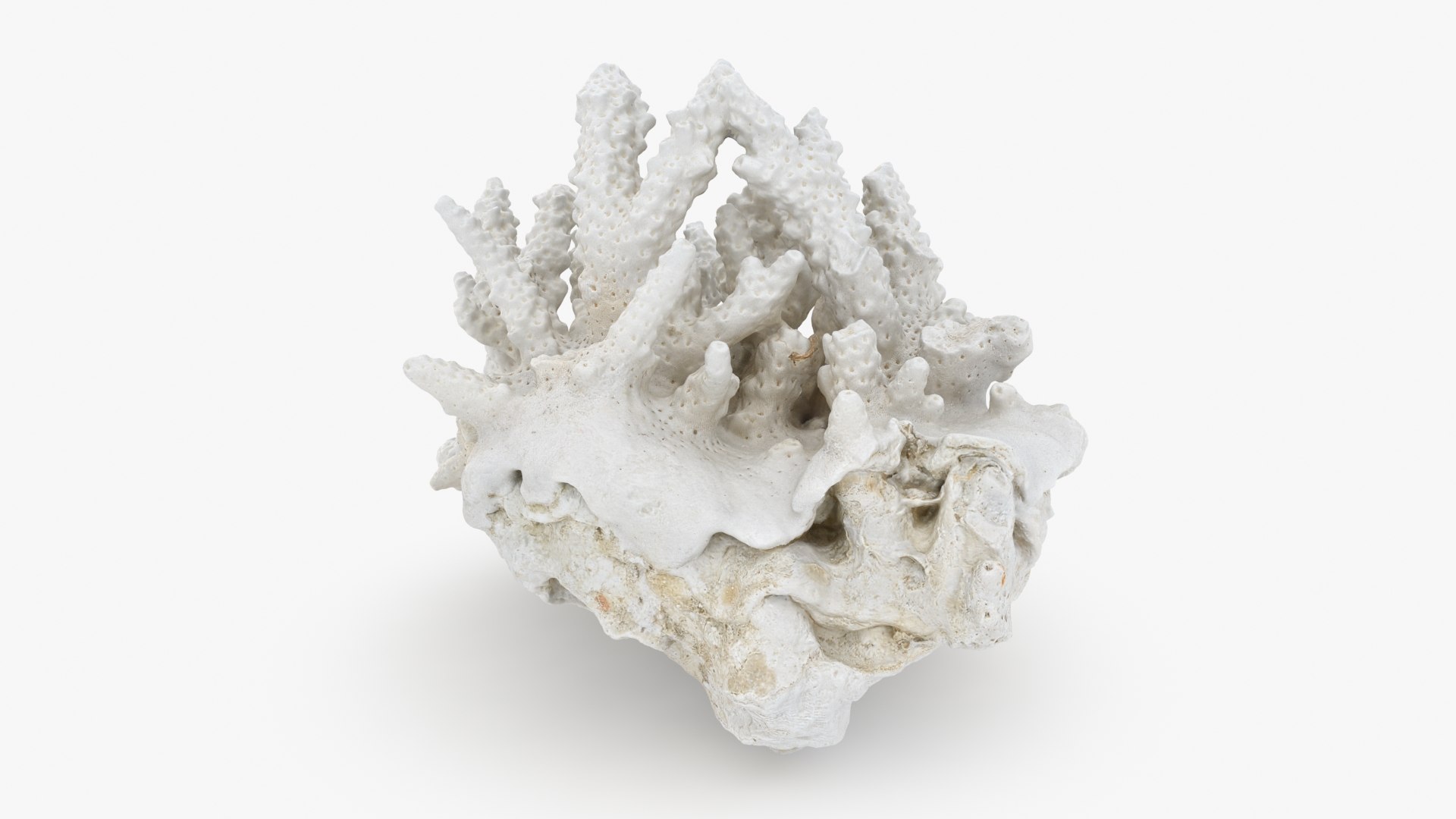 3D model White Coral Reef 01 https://p.turbosquid.com/ts-thumb/CM/AnjD5g/xD/whitecoral01_b0008/jpg/1735923129/1920x1080/fit_q87/c6ccc4a9633ebdf4aa9a0384563429c91e4a1eb4/whitecoral01_b0008.jpg