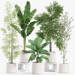 3D Plants collection 961