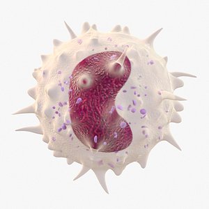 3D white blood cell monocyte
