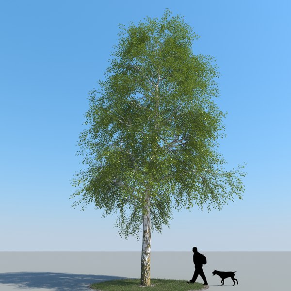 3d model of realistic birch tree