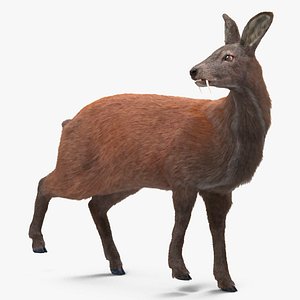 Musk Deer Rigged Fur