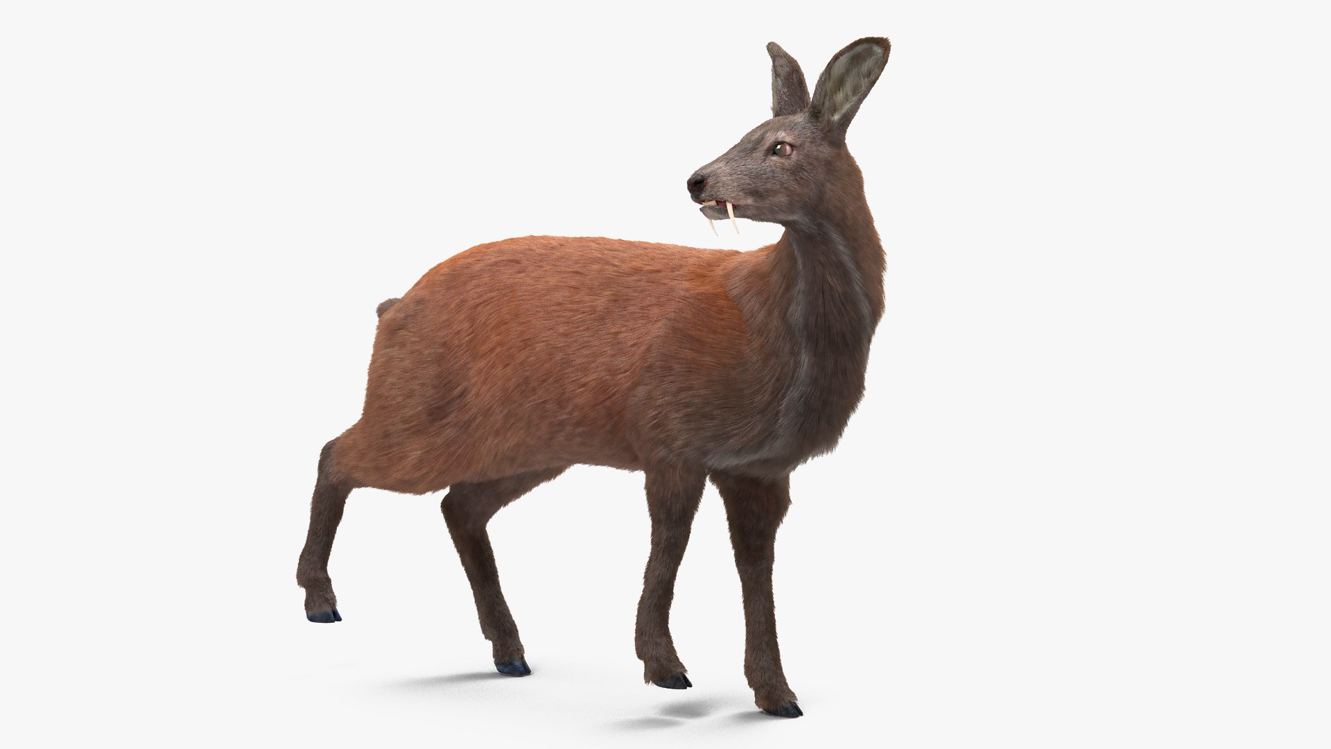 Musk Deer Rigged Fur 3D model preview