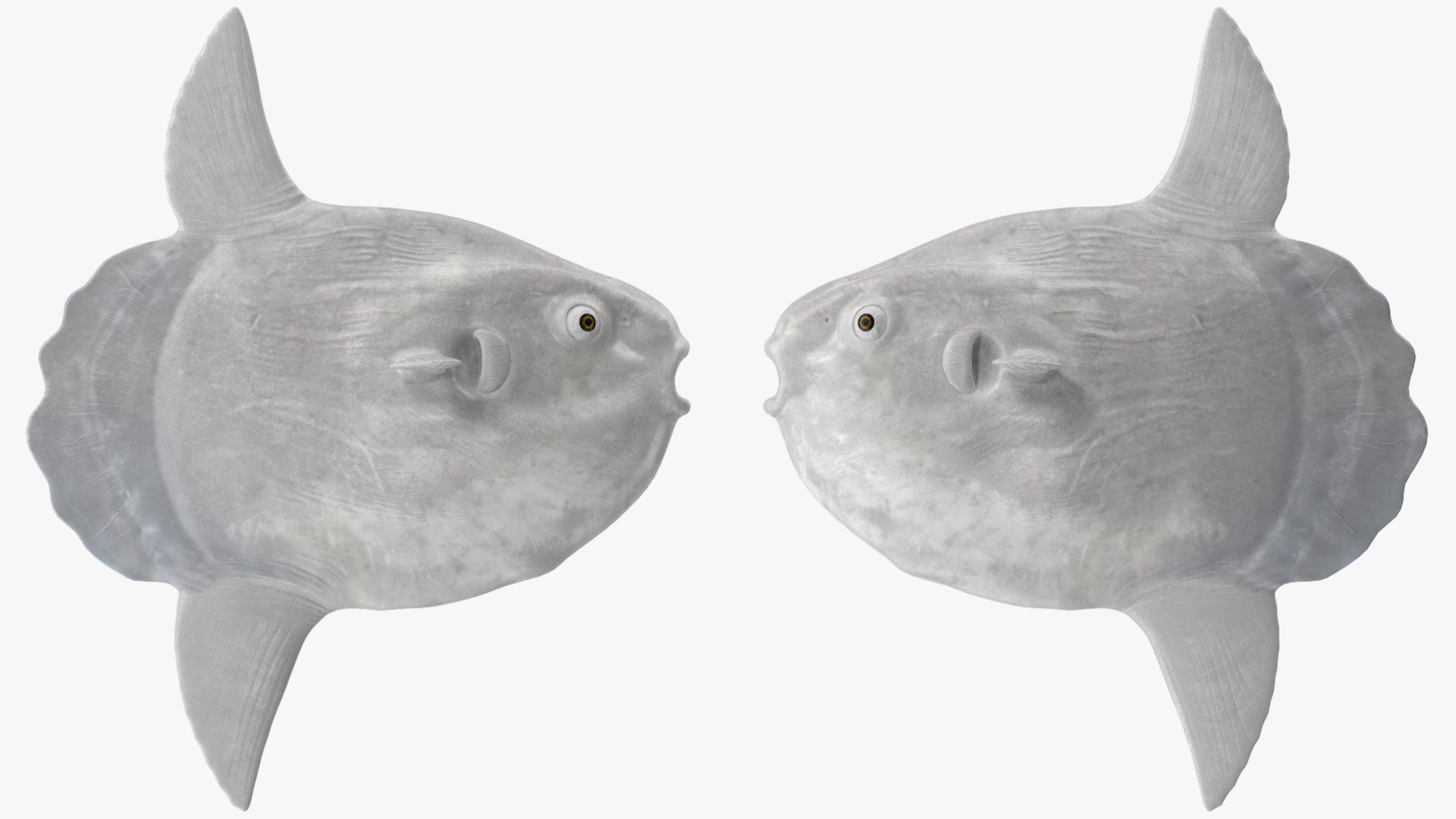 3D Ocean Sunfish Common Mola Rigged For Maya Model - TurboSquid