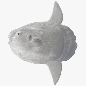 3D Ocean Sunfish Common Mola Rigged for Maya model